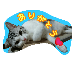 [LINEスタンプ] 猫スタ2(ねこのすたんぷ2）