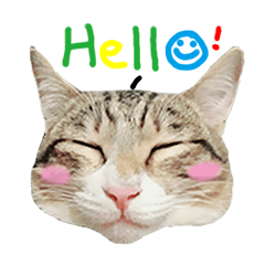 [LINEスタンプ] POLI Cat -Daily