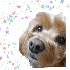 [LINEスタンプ] マルプー（くぅ）