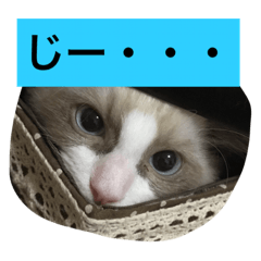 [LINEスタンプ] あおとそら