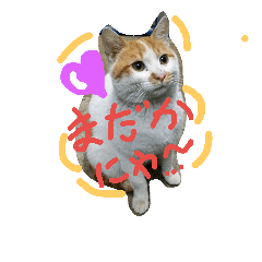 [LINEスタンプ] cat-club