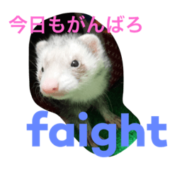 [LINEスタンプ] ferret chan