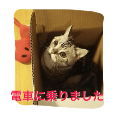 [LINEスタンプ] バロンのゆるっとアメショースタンプ