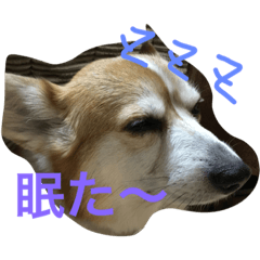 [LINEスタンプ] 犬6匹のスタンプ