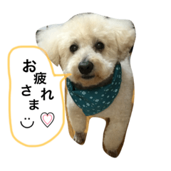 [LINEスタンプ] トイプードル♡レオ