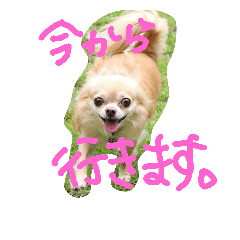 [LINEスタンプ] チワワ＆ダックス