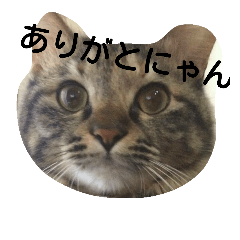 [LINEスタンプ] mofu  mofu cat