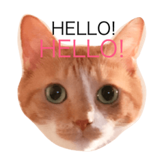 [LINEスタンプ] 猫 大スキ