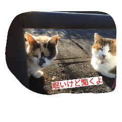 [LINEスタンプ] ねこのきまぐれ