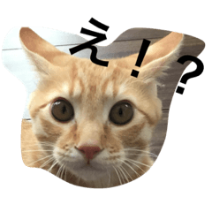 [LINEスタンプ] 動物たちのリアクション