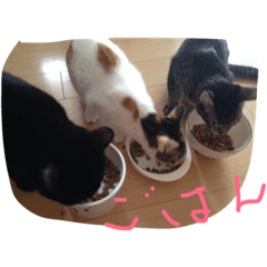 [LINEスタンプ] はつねときじね、時々くろね