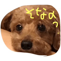 [LINEスタンプ] 毎日チョコ