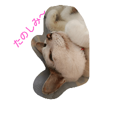 [LINEスタンプ] ミクさん(よく使う言葉)