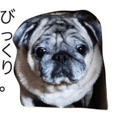 [LINEスタンプ] for the moment pug2