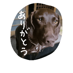 [LINEスタンプ] ポインター犬