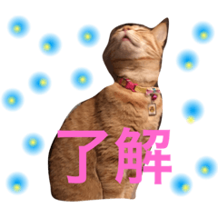 [LINEスタンプ] ネコ好き