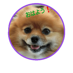 [LINEスタンプ] ポメラニアン・蘭ちゃん