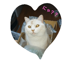 [LINEスタンプ] にゃんこの1日