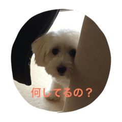 [LINEスタンプ] Maxi-Dog Haru