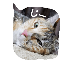 [LINEスタンプ] ちゃたびー