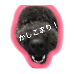 [LINEスタンプ] てへぺろ(黒プー)