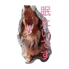 [LINEスタンプ] ダックスフントちゃん
