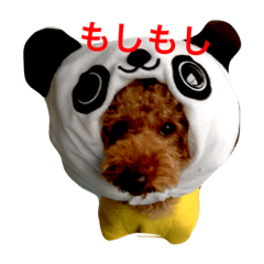 [LINEスタンプ] トイプードルの一言