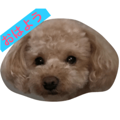 [LINEスタンプ] トイプードルまりも