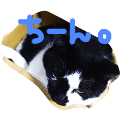 [LINEスタンプ] うちのきゃわゆいにゃんこスタンプ