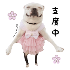 [LINEスタンプ] ボストンテリア バンビの日常1