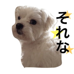 [LINEスタンプ] 可愛い小太郎さんスタンプ