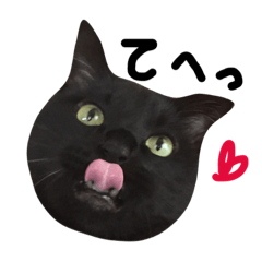 [LINEスタンプ] うちの猫と仲間たち