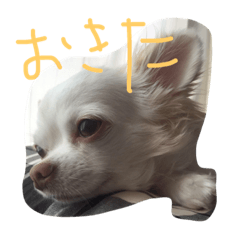[LINEスタンプ] kinago！
