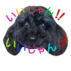 [LINEスタンプ] わんにゃんこ。