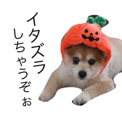 [LINEスタンプ] ポメラニアンポッポのハッピーハロウィン