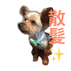 [LINEスタンプ] ヨーキーさん、