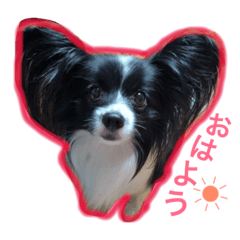 [LINEスタンプ] パピヨンのハッピーくん