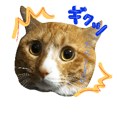 [LINEスタンプ] おうちの猫ども