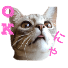 [LINEスタンプ] N家のにゃんこ