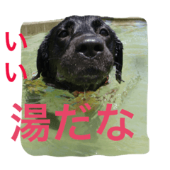 [LINEスタンプ] 黒ラブびーたん＆チョコラブケリー2