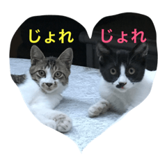 [LINEスタンプ] すごごい猫。