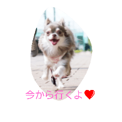 [LINEスタンプ] チワワのペロ