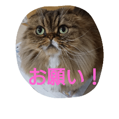 [LINEスタンプ] 猫Love