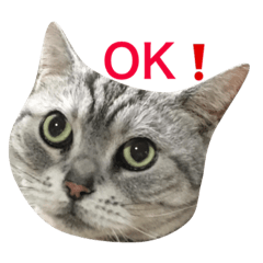 [LINEスタンプ] アメリカン  ショートヘア マリ