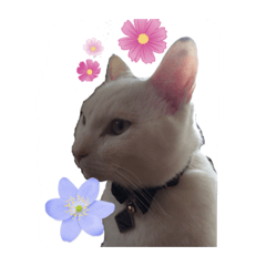[LINEスタンプ] にゃーすけ#優男〜