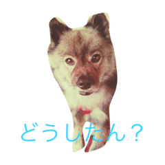 [LINEスタンプ] 犬モモンガ