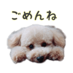 [LINEスタンプ] うちのペットをスタンプにしました！