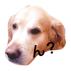 [LINEスタンプ] ゴールデンちゃん・バース
