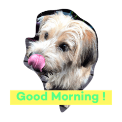 [LINEスタンプ] 犬の癒しの挨拶