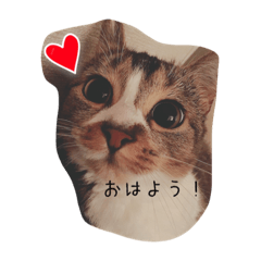 [LINEスタンプ] ねぎまだよっ！